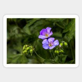 Wild Geranium Sticker